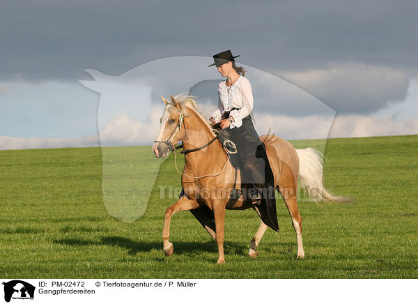 Gangpferdereiten / riding / PM-02472