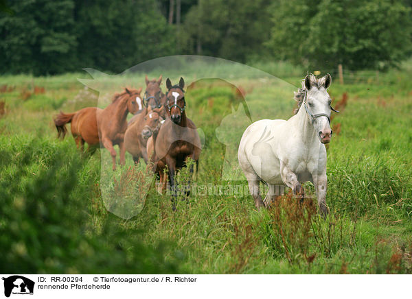 rennende Pferdeherde / running herd of horses / RR-00294