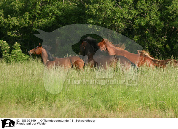 Pferde auf der Weide / SS-05149