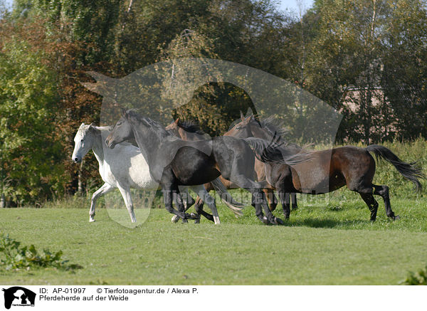 Pferdeherde auf der Weide / AP-01997