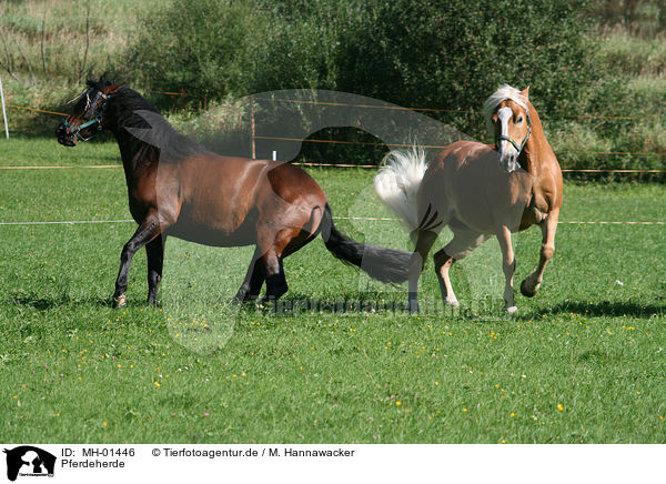 Pferdeherde / herd of horses / MH-01446