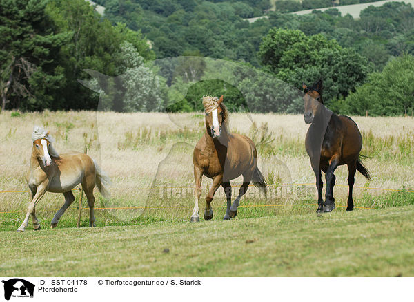 Pferdeherde / horses on meadow / SST-04178