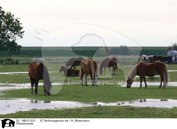 Pferdeherde / horses / HB-01321
