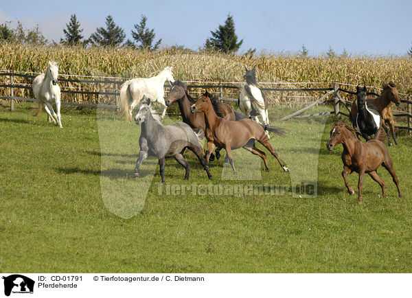 Pferdeherde / horses / CD-01791