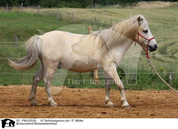 Bodenarbeit Rckwrtsrichten / Shetland Pony goes backwards / PM-02528