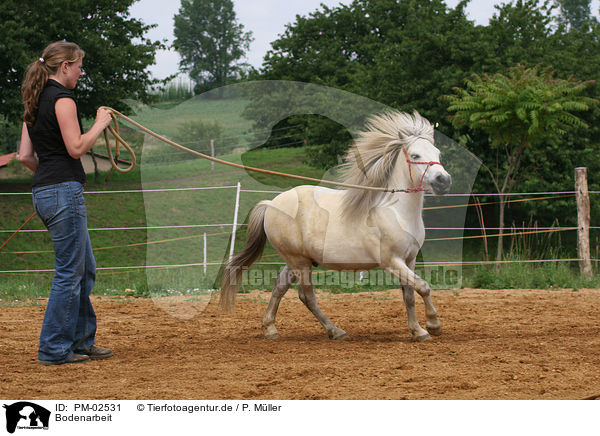 Bodenarbeit / Shetland Pony / PM-02531