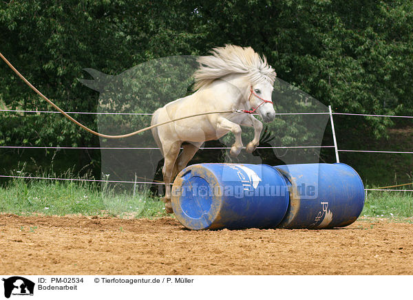Bodenarbeit / Shetland Pony jumps about barrel / PM-02534