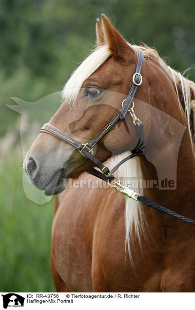 Haflinger-Mix Portrait / crossbreed portrait / RR-43756