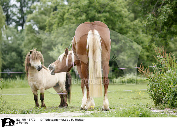 2 Ponies / 2 Ponies / RR-43773