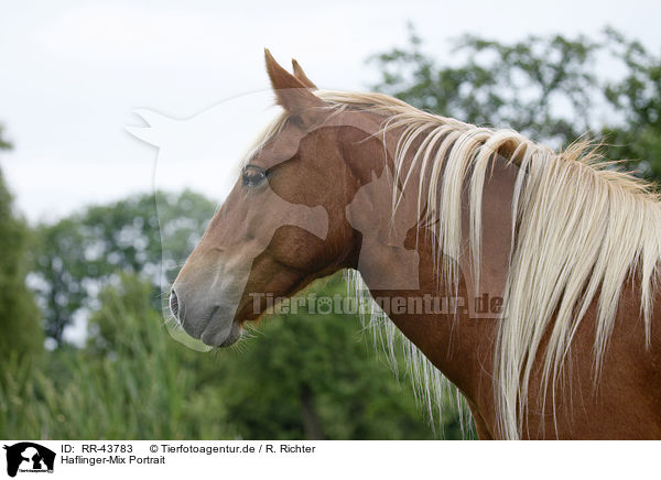 Haflinger-Mix Portrait / crossbreed portrait / RR-43783