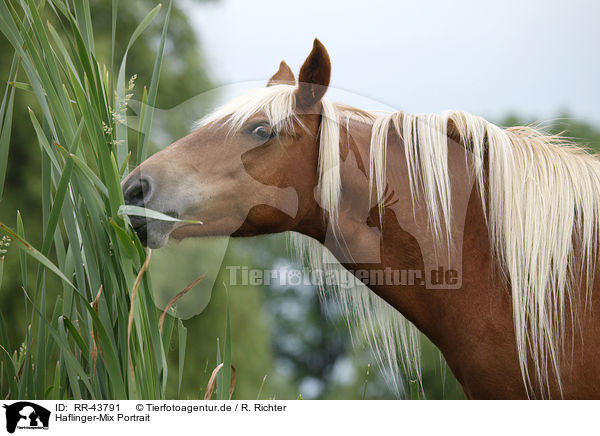 Haflinger-Mix Portrait / crossbreed portrait / RR-43791