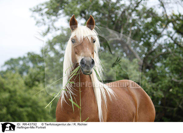 Haflinger-Mix Portrait / crossbreed portrait / RR-43792