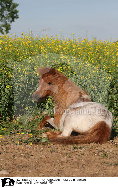 liegender Shetty-Welsh-Mix / lying crossbreed / BES-01772