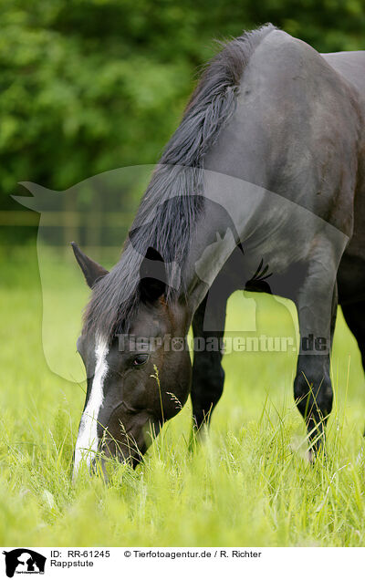 Rappstute / black mare / RR-61245