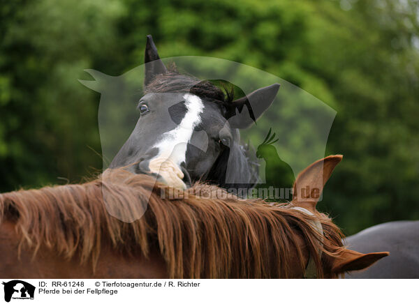 Pferde bei der Fellpflege / horses pair grooming / RR-61248