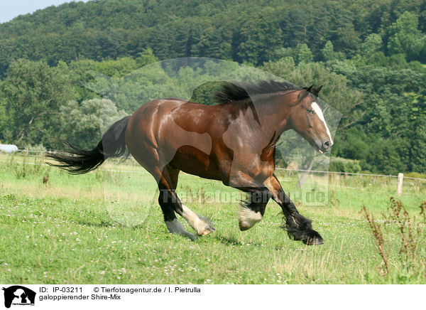galoppierender Shire-Mix / galloping Shire-Cross / IP-03211