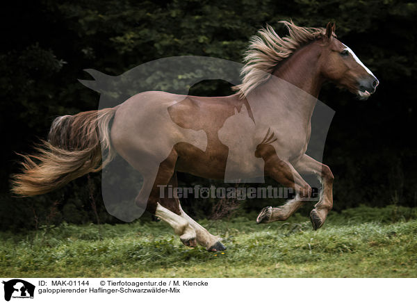 galoppierender Haflinger-Schwarzwlder-Mix / galloping Haflinger-Black-Forest-Coldblood-Cross / MAK-01144