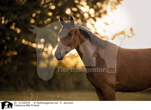 Trakehner-Mix Portrait / Trakehner-Cross Portrait / VJ-02916