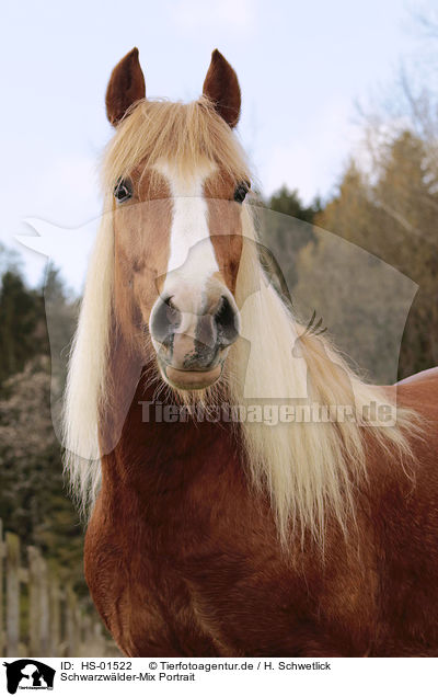 Schwarzwlder-Mix Portrait / Black-Forest-Horse-cross portrait / HS-01522