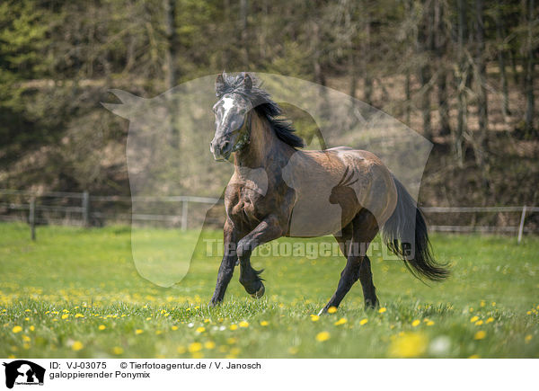galoppierender Ponymix / galloping Pony-cross / VJ-03075