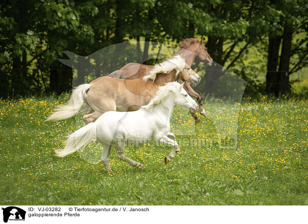 galoppierende Pferde / galloping horses / VJ-03282