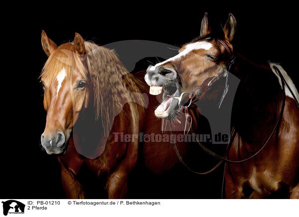 2 Pferde / 2 horses / PB-01210