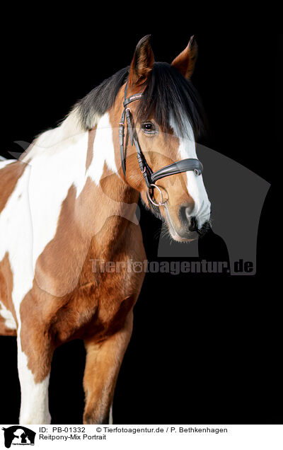 Reitpony-Mix Portrait / Riding-Pony-Cross Portrait / PB-01332