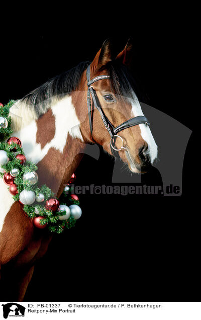 Reitpony-Mix Portrait / Riding-Pony-Cross Portrait / PB-01337