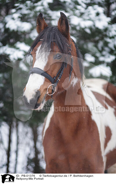 Reitpony-Mix Portrait / Riding-Pony-Cross Portrait / PB-01376