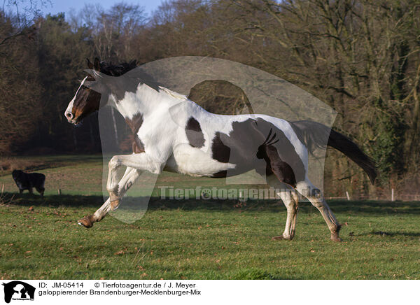 galoppierender Brandenburger-Mecklenburger-Mix / galloping Brandenburgian-Mecklenburg-Cross / JM-05414