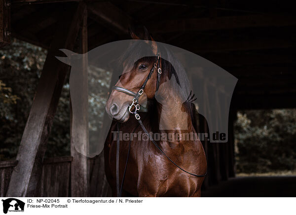 Friese-Mix Portrait / Frisian-Horse-Cross Portrait / NP-02045