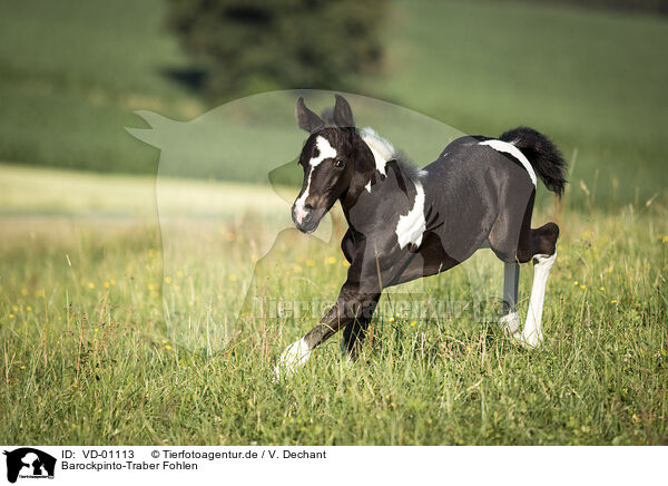 Barockpinto-Traber Fohlen / Baroque-Pinto-Trotter Foal / VD-01113