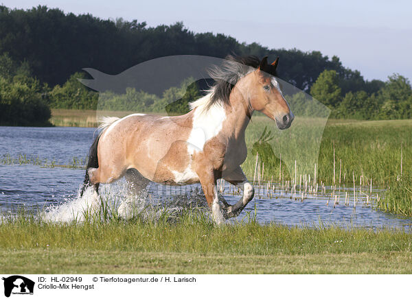 Criollo-Mix Hengst / Criollo-Cross Stallion / HL-02949