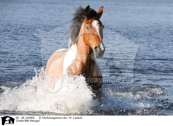 Criollo-Mix Hengst / Criollo-Cross Stallion / HL-02965