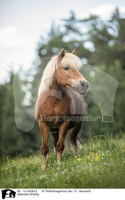 Islnder-Shetty / Icelandic-Horse-Shetty / VJ-04823