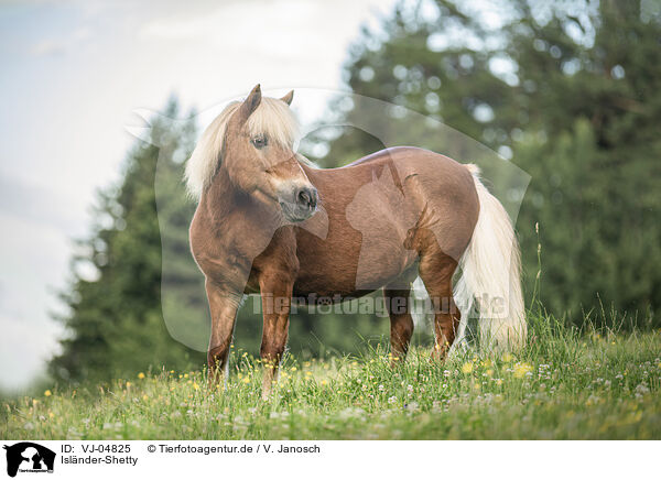 Islnder-Shetty / Icelandic-Horse-Shetty / VJ-04825