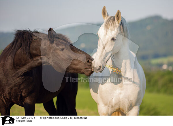 Friesen-Mixe / Frisian-Horse-Crosses / MM-02175