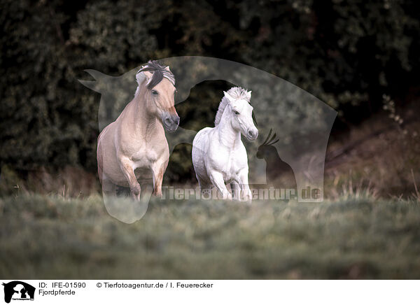 Ponies / Ponies / IFE-01590