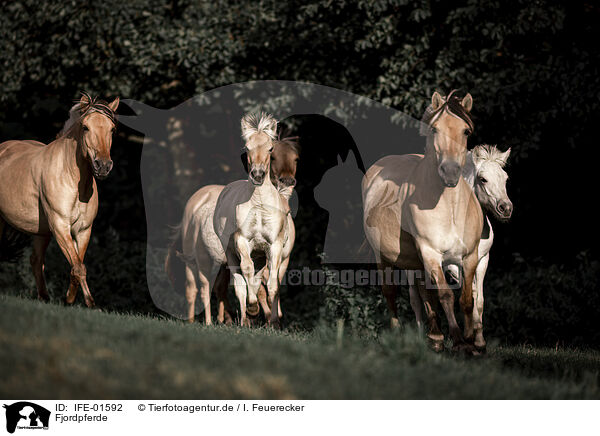 Ponies / Ponies / IFE-01592