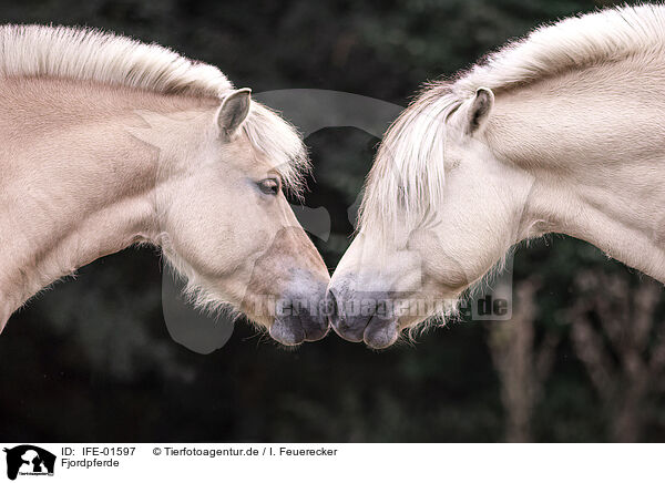 Ponies / Ponies / IFE-01597