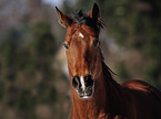 Oldenburger-Araber-Mix Portrait