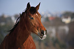 Oldenburger-Araber-Mix Portrait