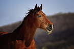 Oldenburger-Araber-Mix Portrait