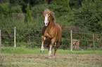 galoppierender Haflinger-Schwarzwlder-Fuchs-Mix