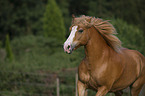 Haflinger-Schwarzwlder-Fuchs-Mix Portrait