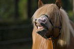 flehmender Haflinger-Schwarzwlder-Fuchs-Mix