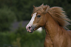 Haflinger-Schwarzwlder-Fuchs-Mix Portrait