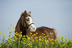 Welsh-Mix im Portrait