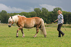 Frau mit Haflinger