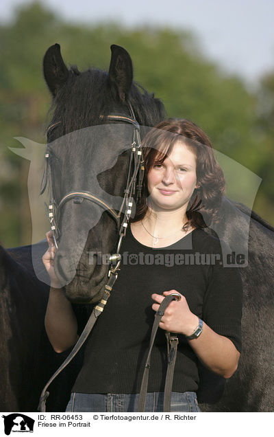 Friese im Portrait / friesian portrait / RR-06453